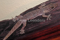 : Hemidactylus garnotii