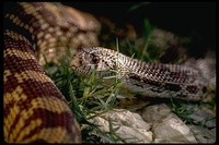 : Pituophis melanoleucus affinis; Sonora Gopher Snake