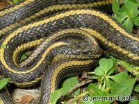 : Thamnophis gigas; Giant Gartersnake