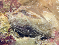 : Arca avellana