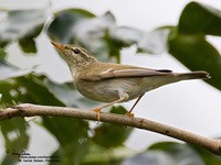 Arctic Warbler Scientific name - Phylloscopus borealis