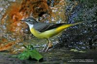 Grey Wagtail (Non-breeding plumage) Scientific name - Motacilla cinerea