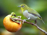 동박새 Zosterops japonicus | japanese white-eye