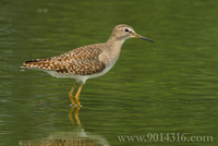 Wood Sandpiper 林鷸