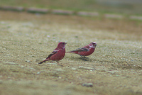 Pallas's Rosefinch Carpodacus roseus