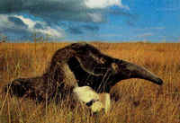 Giant Anteater Myrmecophaga tridactyla