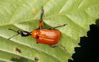 Apoderus coryli - Hazel leaf-roller weevil