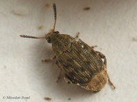 Acanthoscelides obtectus - Bean Weevil