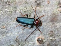 Phymatodes testaceus var. fennicus