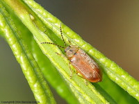 Galerucella lineola