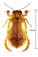 Eretes sticticus