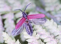 Pyropterus nigroruber