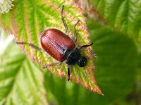 Phyllopertha horticola - Garden Foliage Beetle