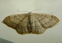 Idaea aversata - Riband Wave