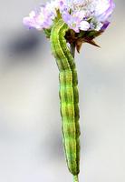 Heliothis maritima - Shoulder-striped Clover