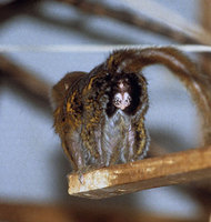 Pygmy marmoset (Callithrix pygmaea)