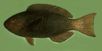 Scarus prasiognathos, Singapore parrotfish: fisheries, aquarium