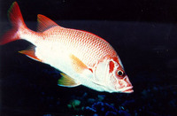 Sargocentron spiniferum, Sabre squirrelfish: fisheries, aquarium