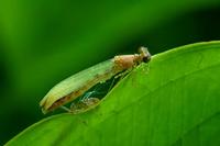 Coenagrion puella - Azure Damselfly