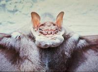 Image of: Centurio senex (wrinkle-faced bat)