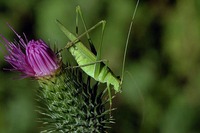 Tylopsis lilifolia
