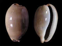 Luria lurida