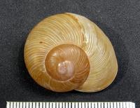 Zachrysia guanensis costulata