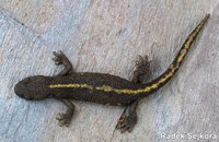 Calotriton asper - Pyrenean Brook Newt