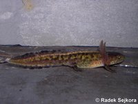 Triturus marmoratus - Marbled Newt