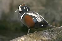 Histrionicus histrionicus - Harlequin Duck