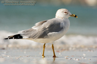 Larus delawarensis - Ring-billed Gull