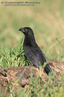 Crotophaga sulcirostris - Groove-billed Ani