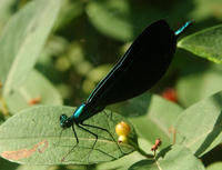 Image of: Calopteryx maculata