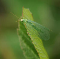 Image of: Chrysopidae (breen lacewings, common lacewings, and green lacewings)
