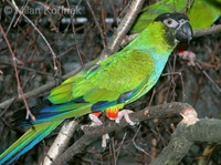 Nandayus nenday - Nanday Parakeet