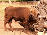 Bison bonasus - European Bison
