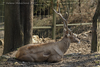 Cervus albirostris - White-lipped Deer