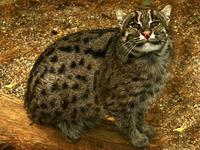 Prionailurus viverrinus - Fishing Cat