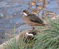 Image of: Anas bahamensis (white-cheeked pintail)