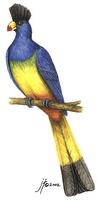 Image of: Corythaeola cristata (great blue turaco)