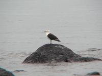 Image of: Larus marinus (great black-backed gull)