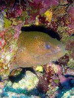 Gymnothorax flavimarginatus - Leopard Moray