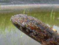 Pseudorasbora parva - Topmouth Gudgeon