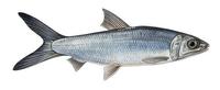 Image of: Chanos chanos (milkfish)