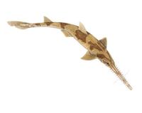 Image of: Pliotrema warreni (sixgill sawshark)