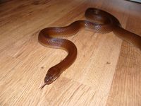Lamprophis lineatus