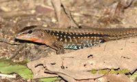 Ameiva festiva