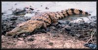 Crocodylus niloticus - Nile crocodile