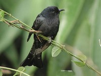 Asian Drongo Cuckoo - Surniculus lugubris