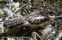 Heinrich's Nightjar - Eurostopodus diabolicus